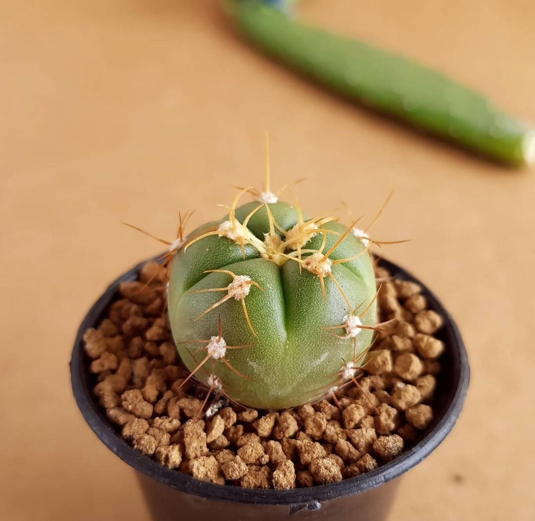 Gymnocalycium Horstii - Cactus - soiled.in