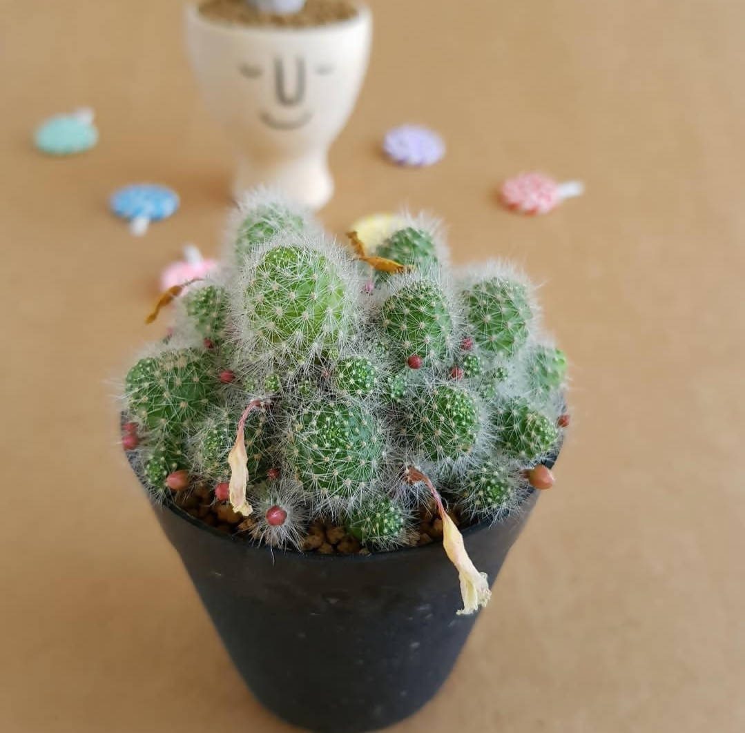 Rebutia Albispina - Cactus - soiled.in