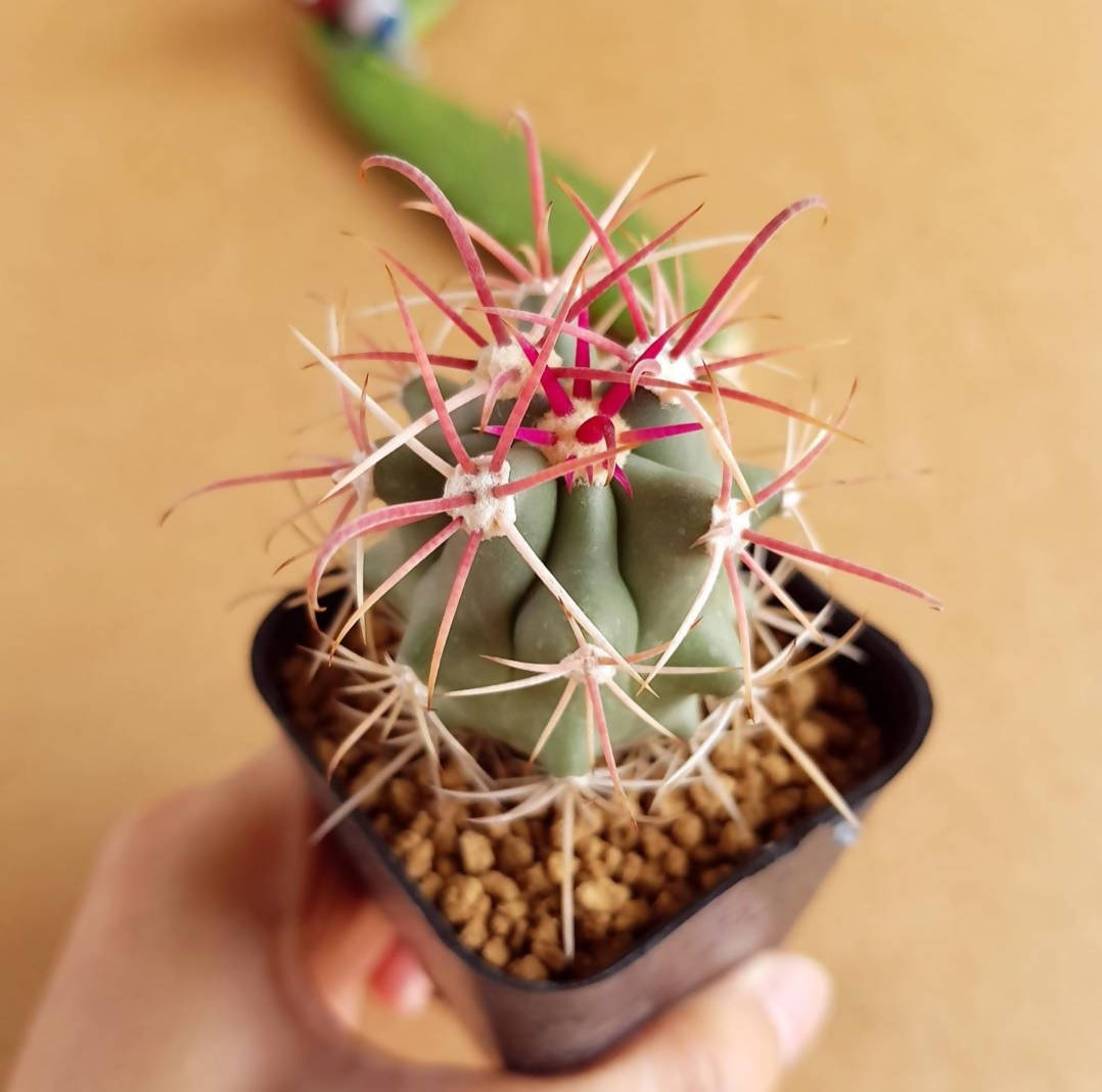 Ferocactus Emoryi - Cactus - soiled.in
