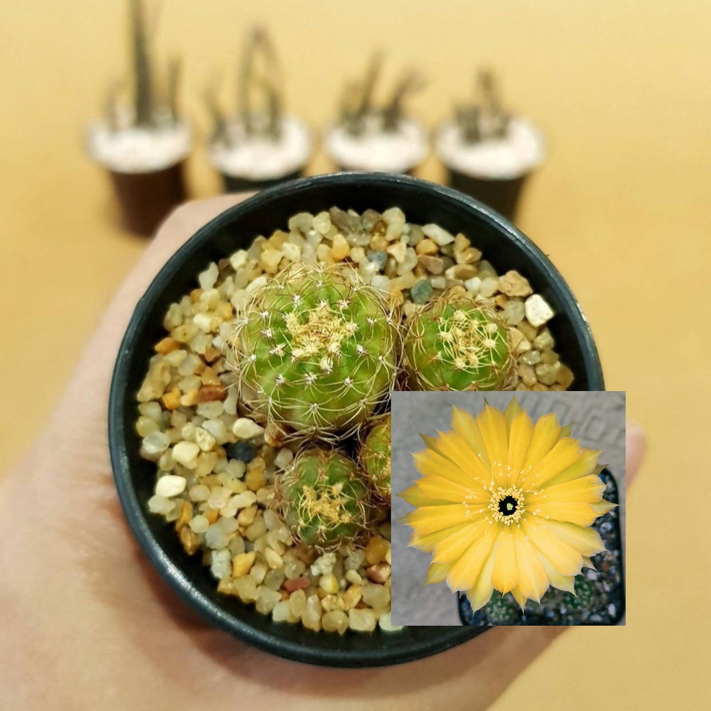 Lobivia yellow flower - Cactus - soiled.in
