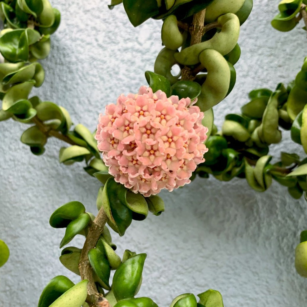 Hoya Carnosa 'Compacta' (Hindu Rope Hoya) - Hoya - soiled.in
