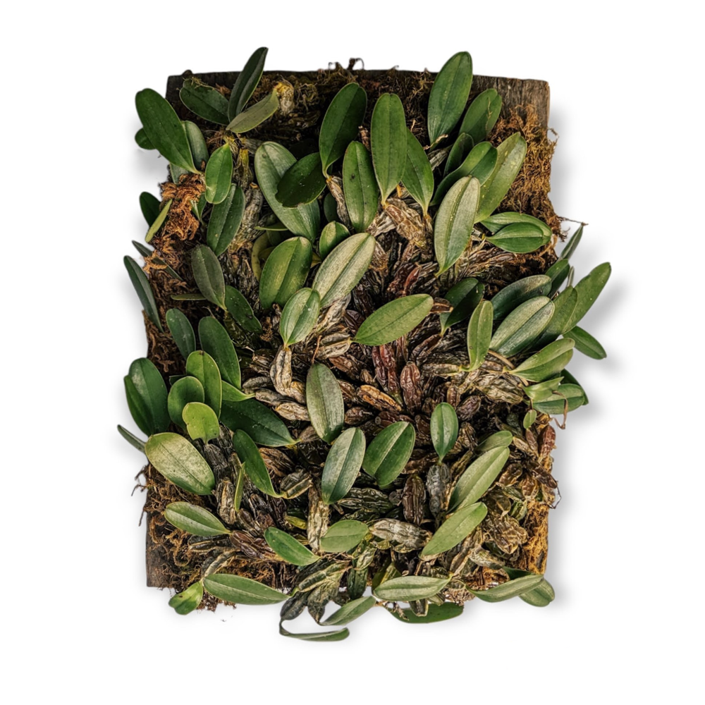Dendrobium Jenkinsii - Orchid - soiled.in