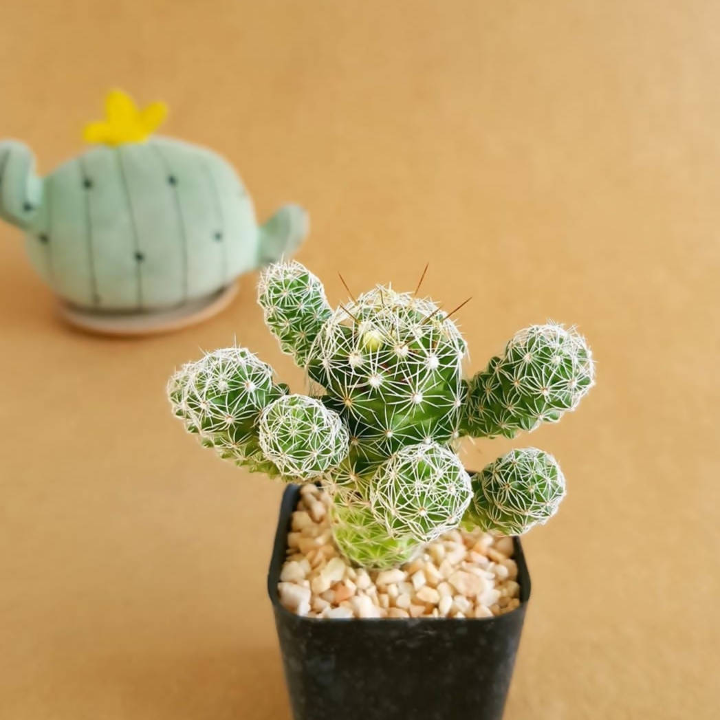 Mammillaria Vetula Subsp. Gracilis - Cactus - soiled.in