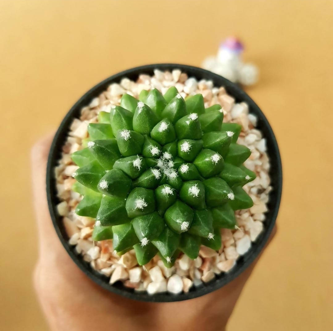 Mammillaria Bucareliensis cv. erusamu - Cactus - soiled.in