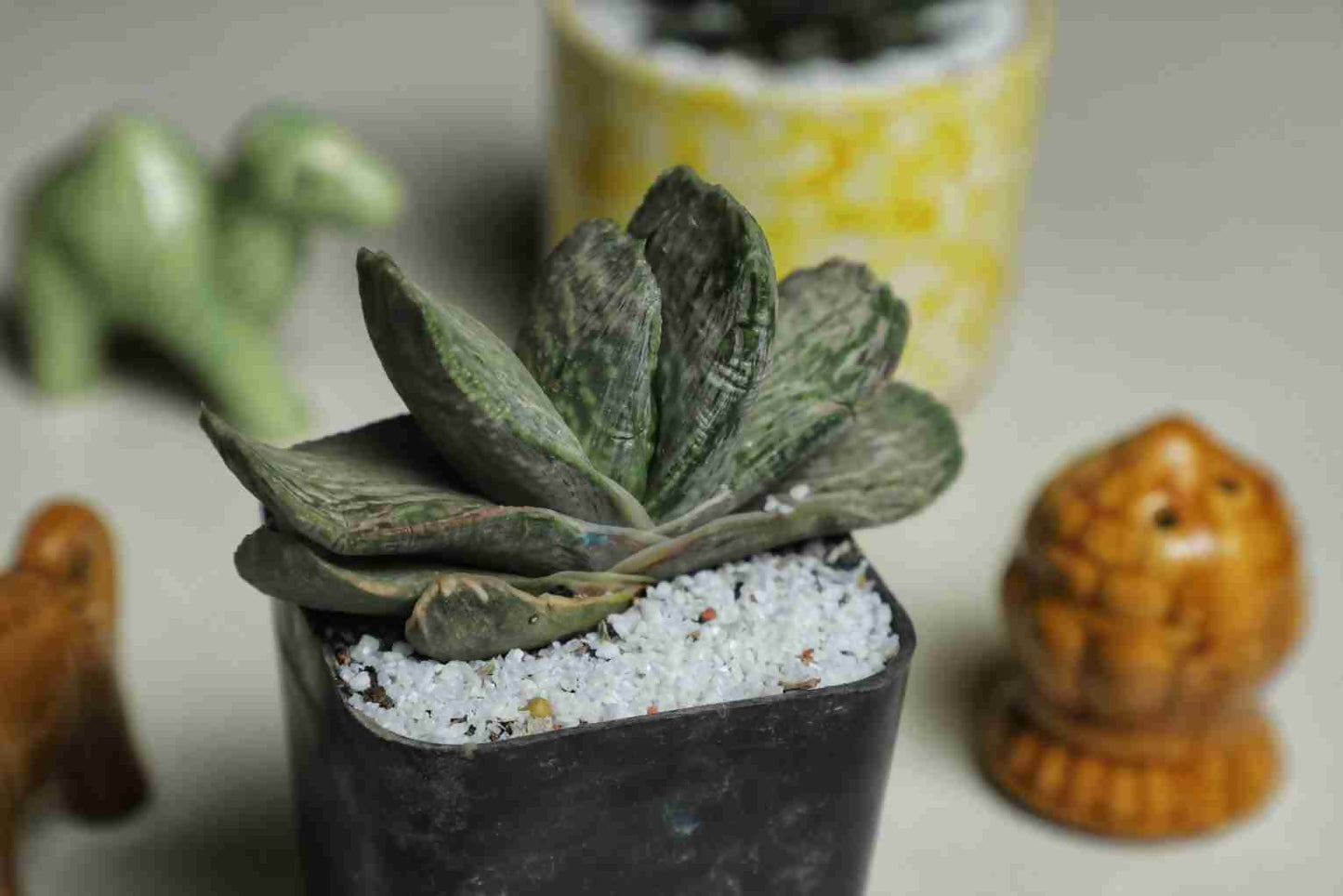 Gasteria sakura fuji - Gasteria - soiled.in