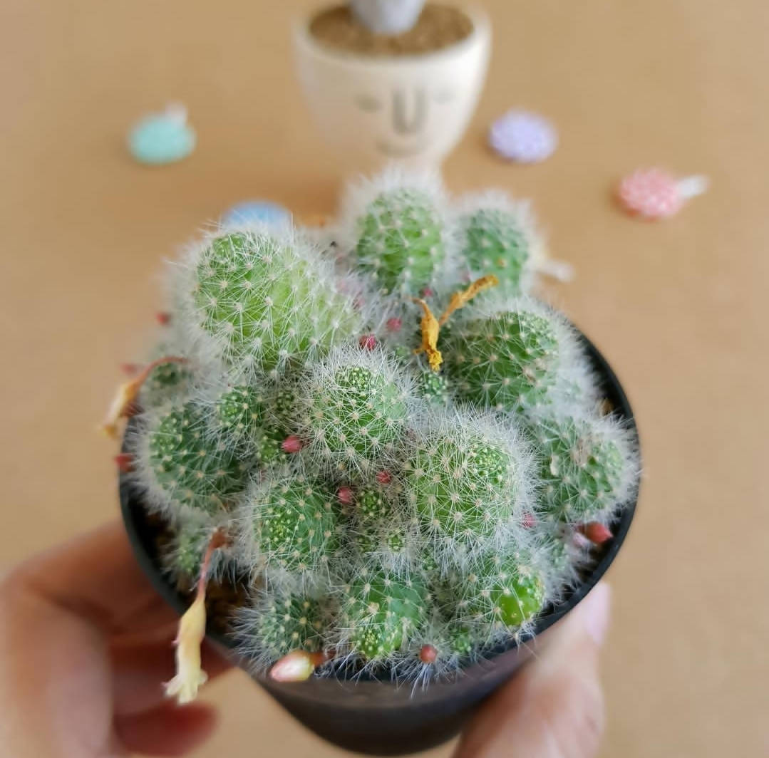 Rebutia Albispina - Cactus - soiled.in