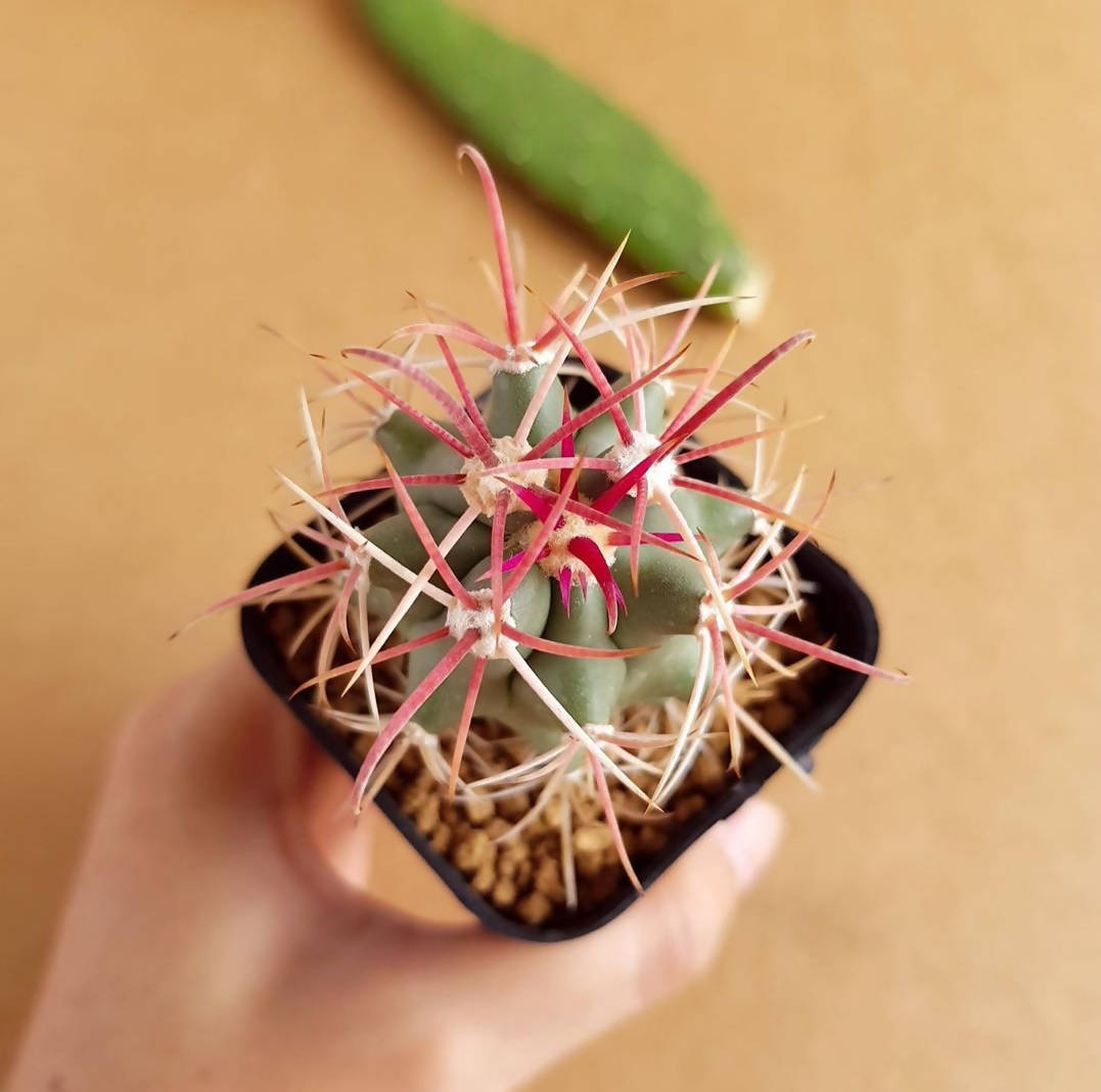 Ferocactus Emoryi - Cactus - soiled.in