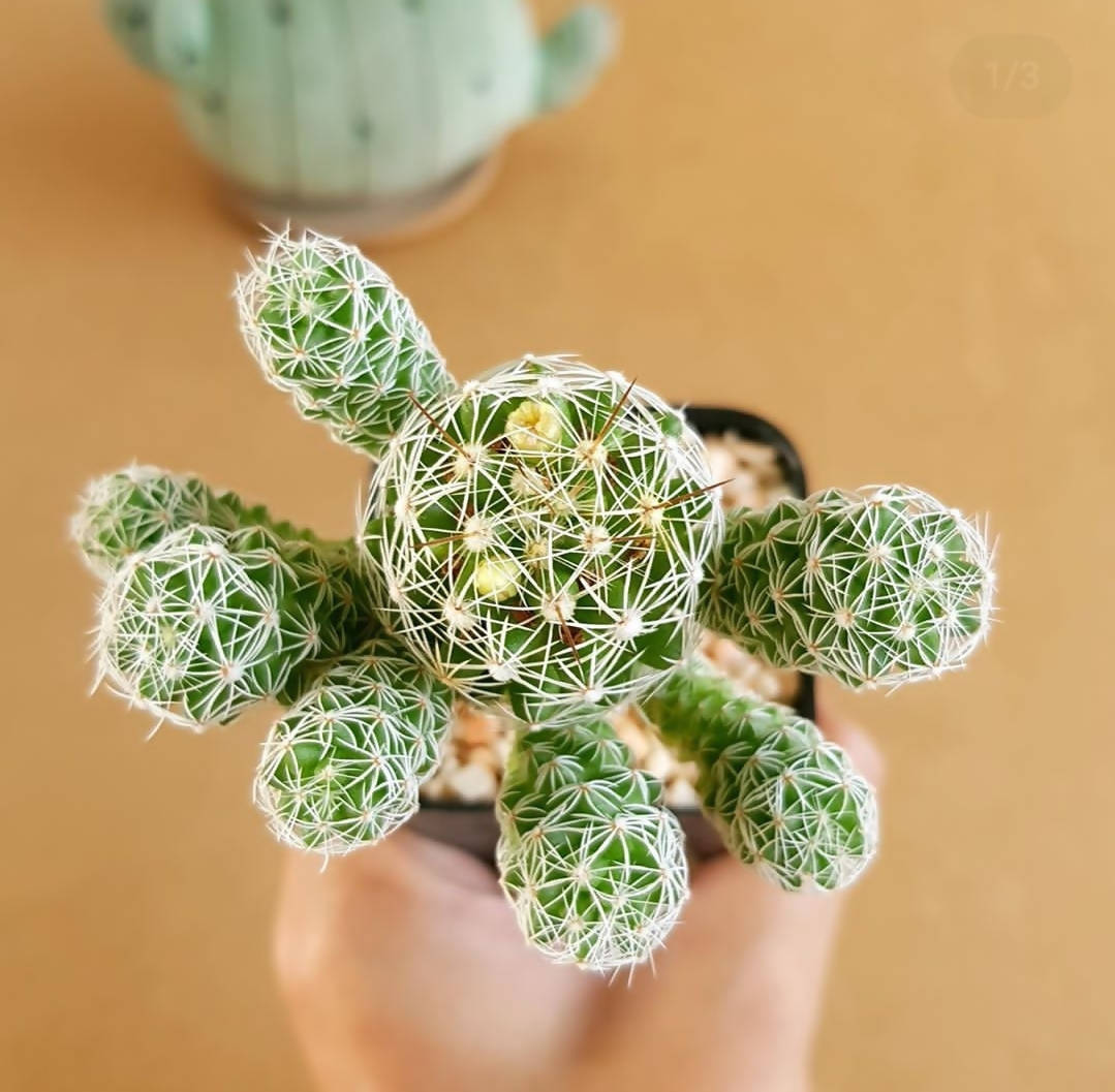 Mammillaria Vetula Subsp. Gracilis - Cactus - soiled.in