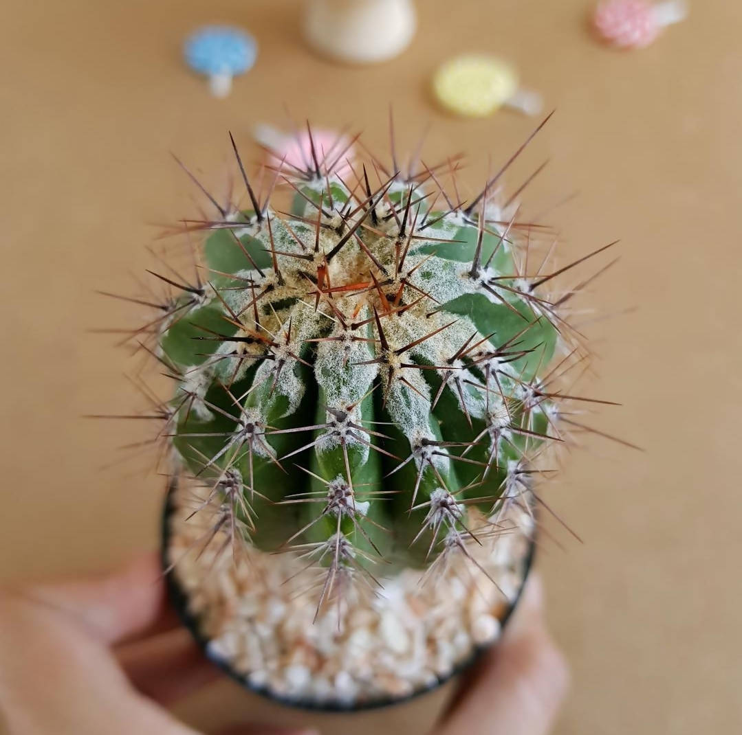 Echinopsis cv. Haku-jo Maru - Echinopsis cactus - soiled.in