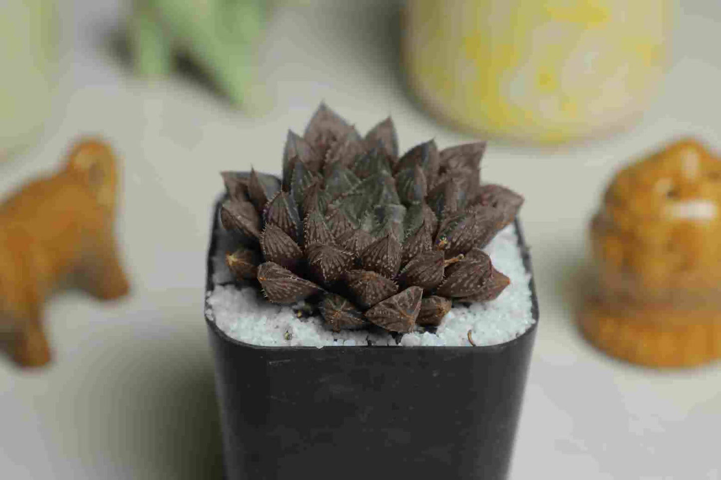 Haworthia cooperi kurozato - Haworthia - soiled.in