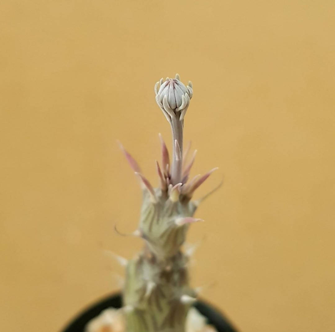 Senecio Pendulus - Succulent - soiled.in