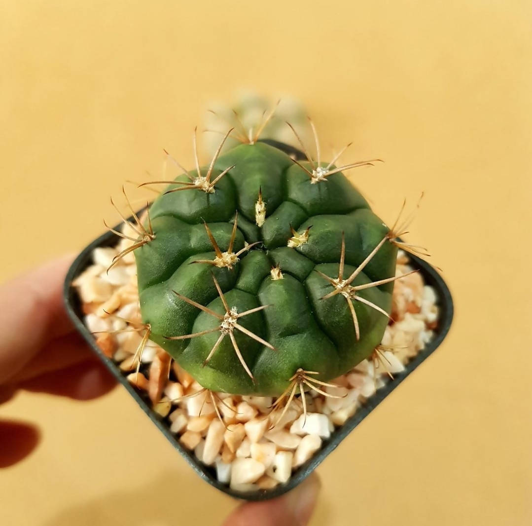 Gymnocalycium Damsii - Cactus - soiled.in
