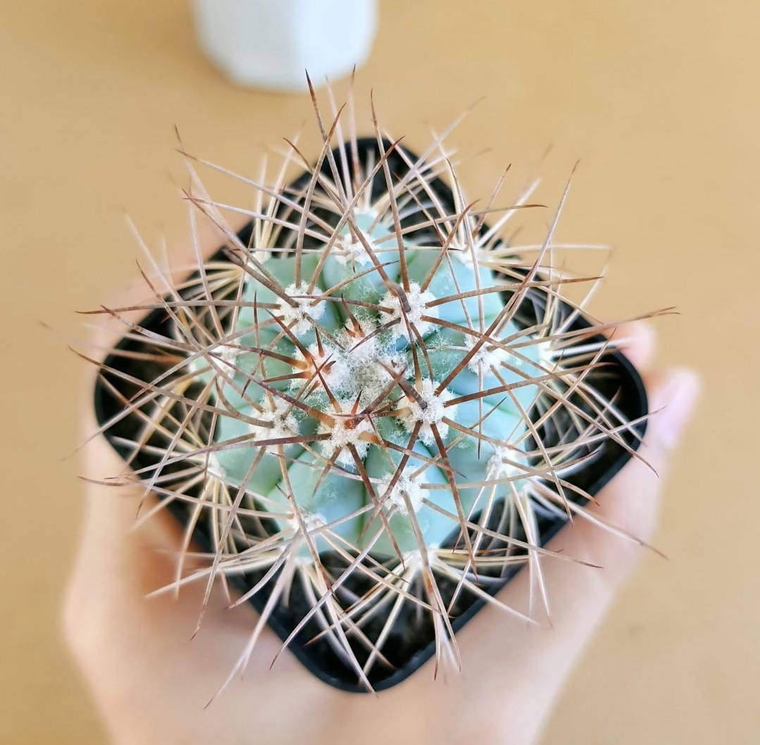 Melocactus Azureus (Blue Melo) - Cactus - soiled.in