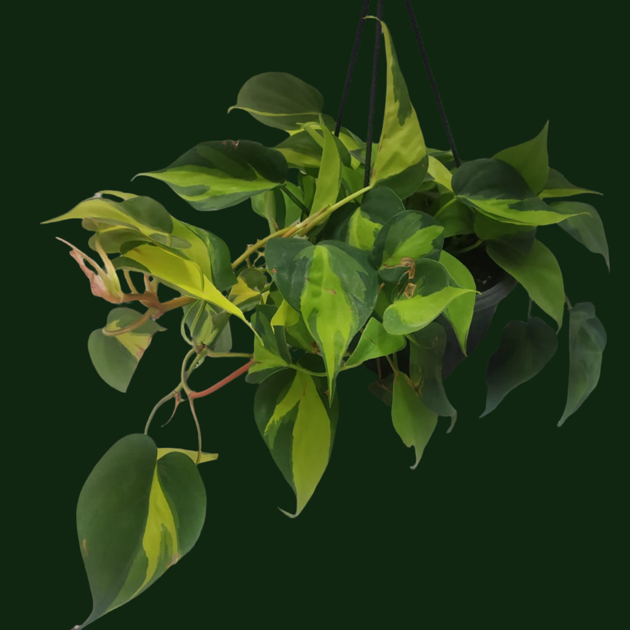 Philodendron Hederaceum 'Brasil' - Philodendron - soiled.in