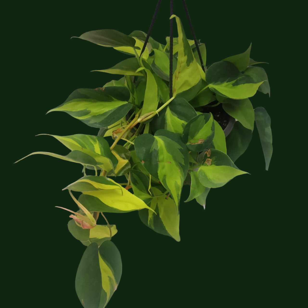 Philodendron Hederaceum 'Brasil' - Philodendron - soiled.in