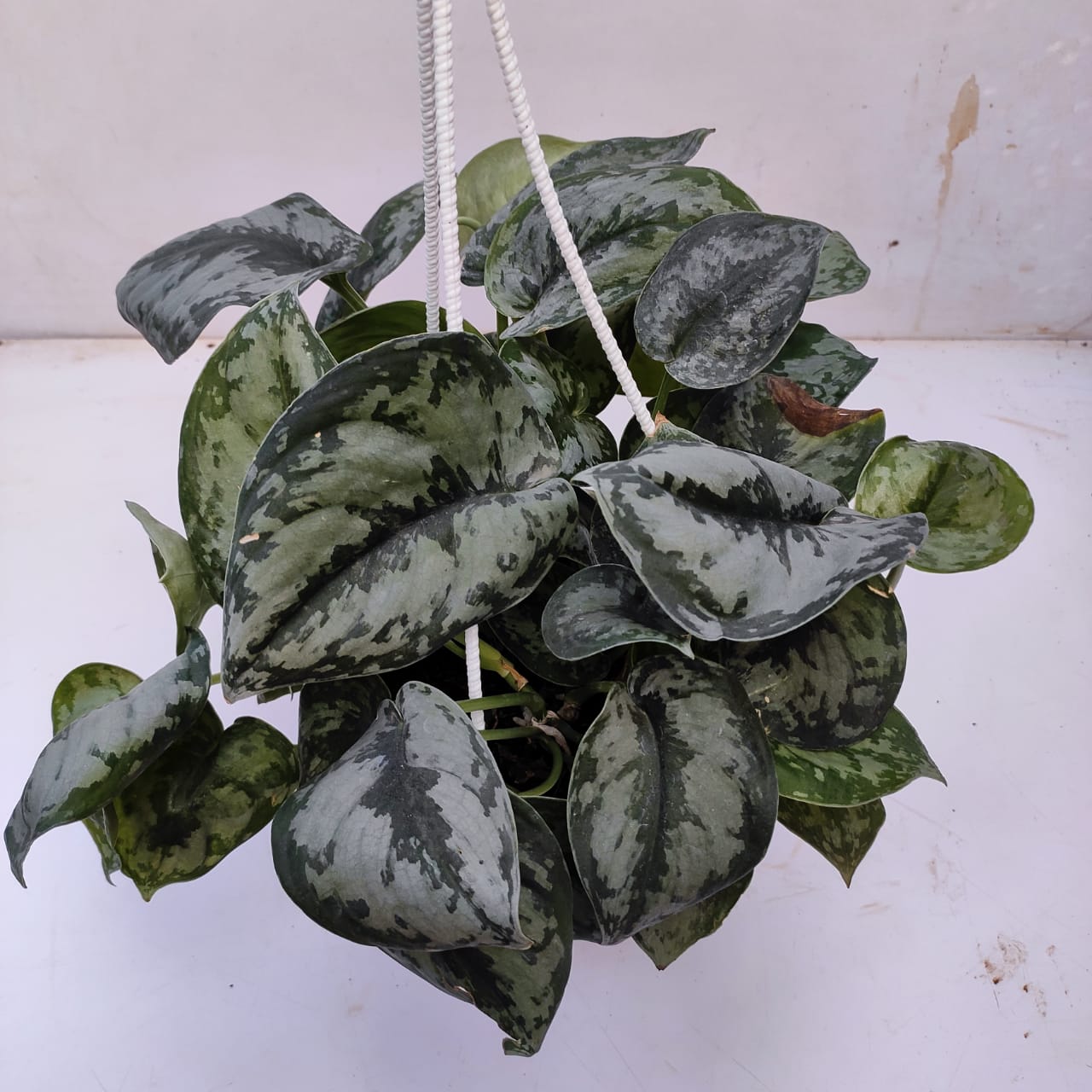 Scindapsus Pictus (Exotica) - Scindapsus - soiled.in