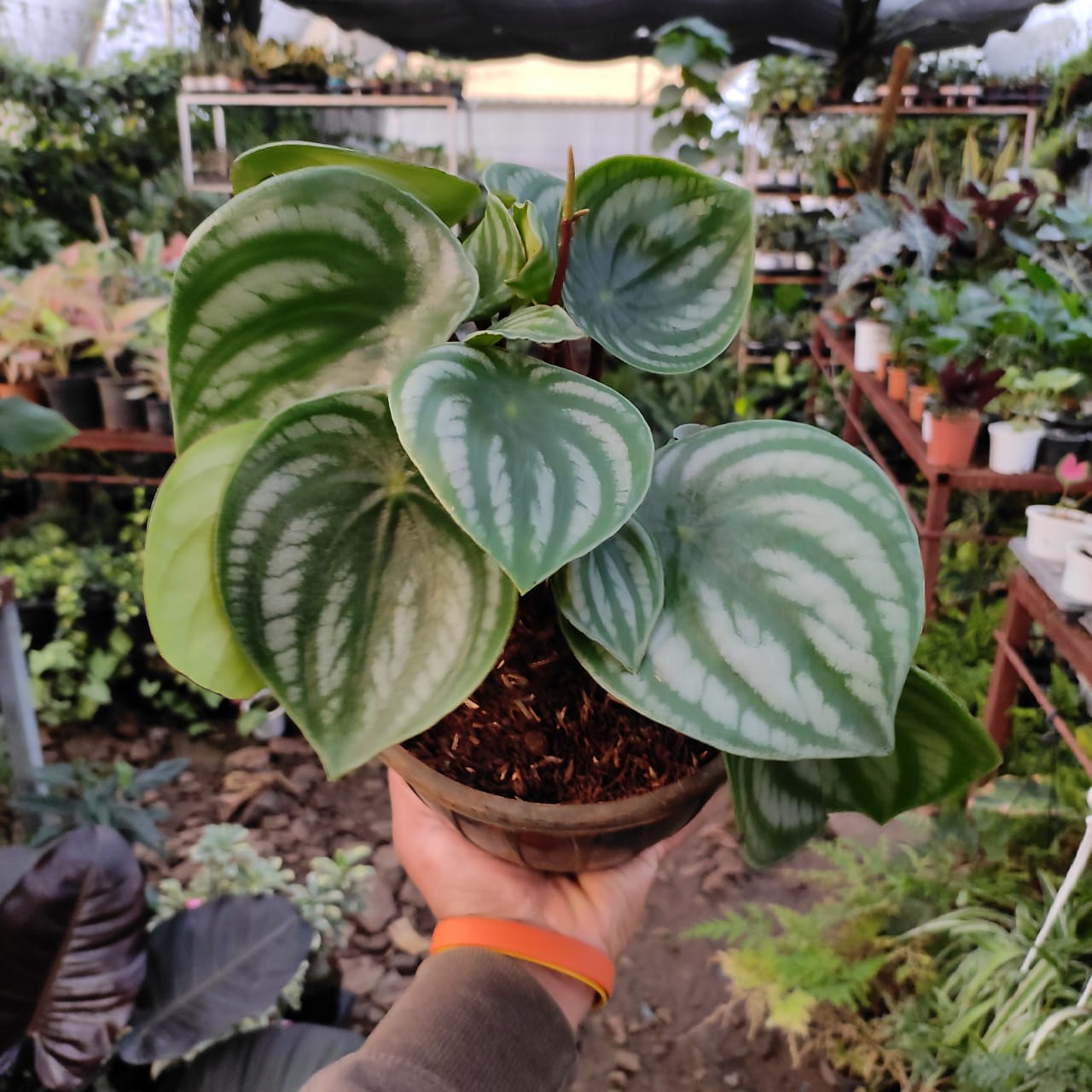 Watermelon Peperomia (Peperomia argyreia) - Indoor & Outdoor Plants - soiled.in