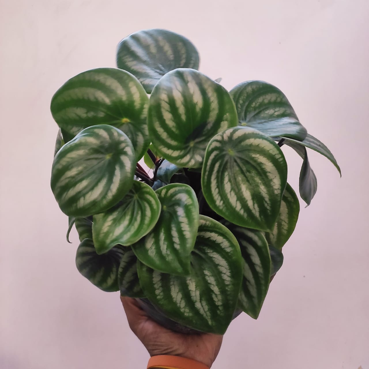 Watermelon Peperomia (Peperomia argyreia) - Indoor & Outdoor Plants - soiled.in