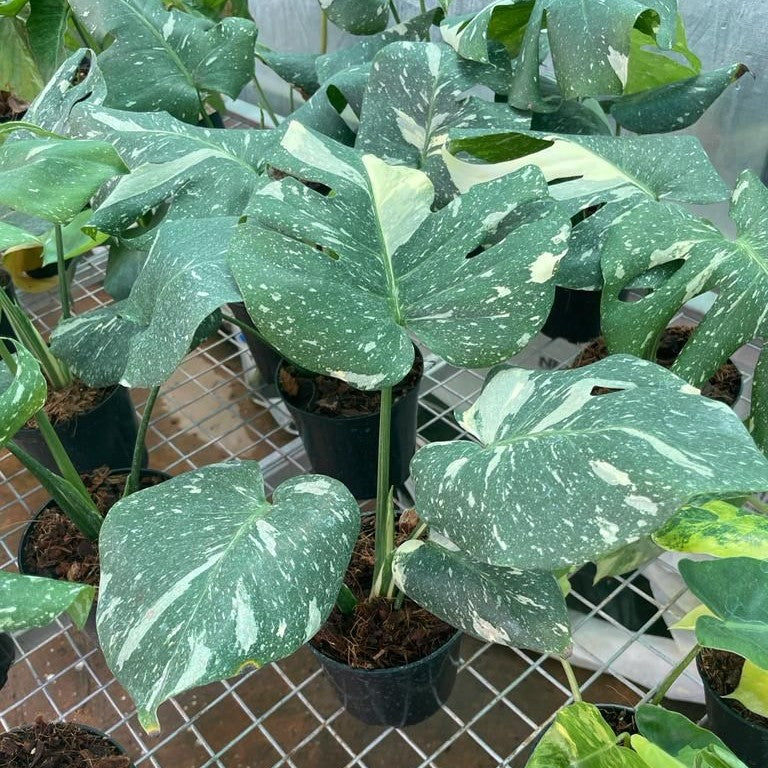 Monstera Thai Constellation