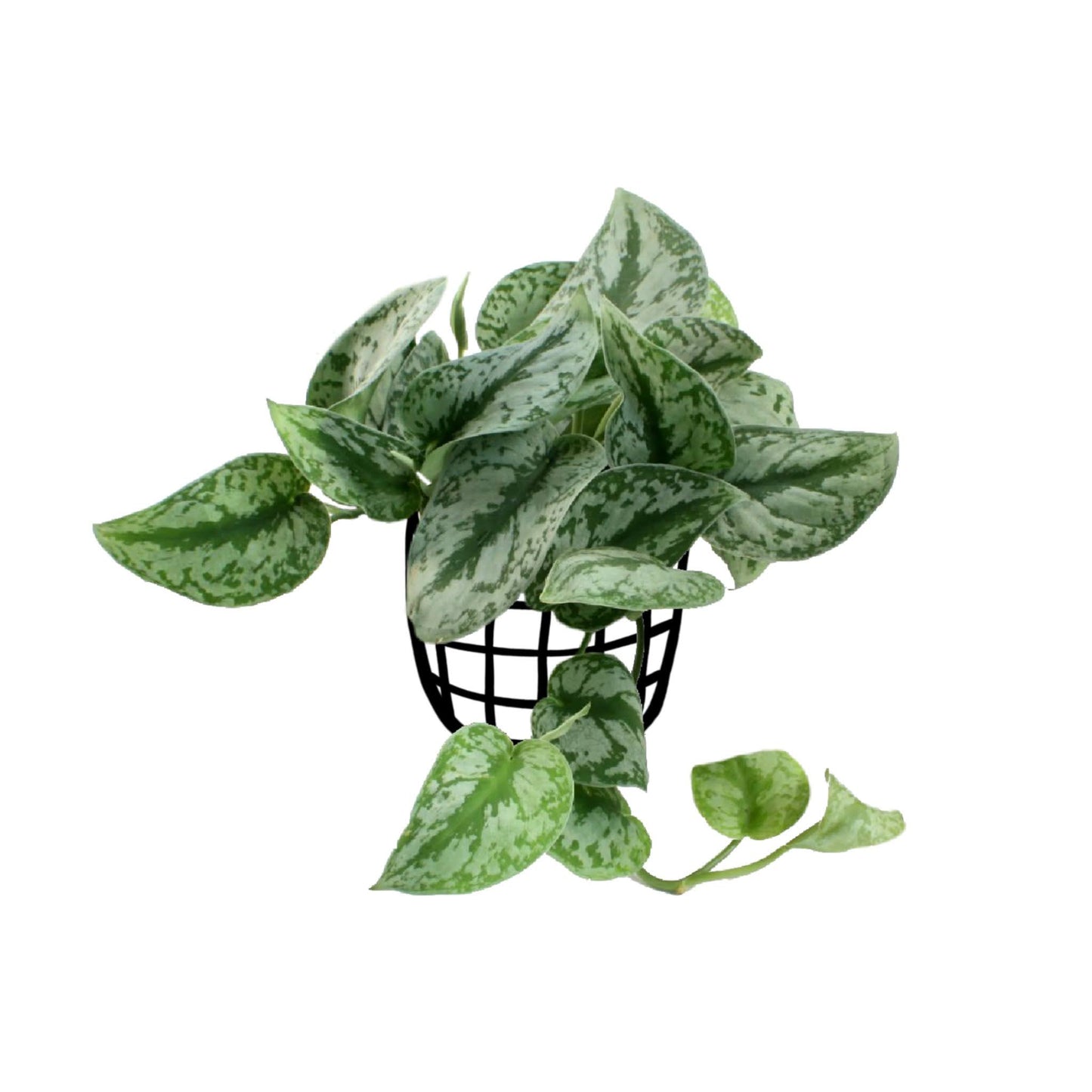 Scindapsus Pictus (Exotica) - Scindapsus - soiled.in