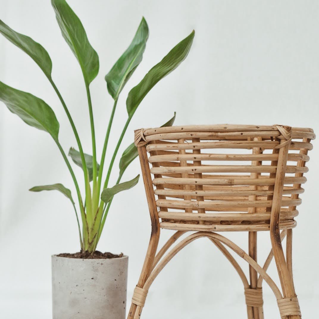 Leggy Cane Planter - Planter - soiled.in