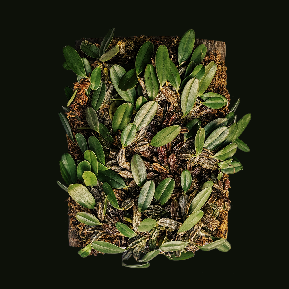 Dendrobium Jenkinsii - Orchid - soiled.in