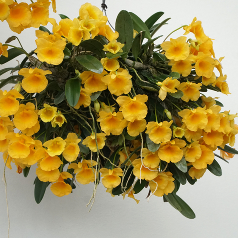 Dendrobium Jenkinsii - Orchid - soiled.in