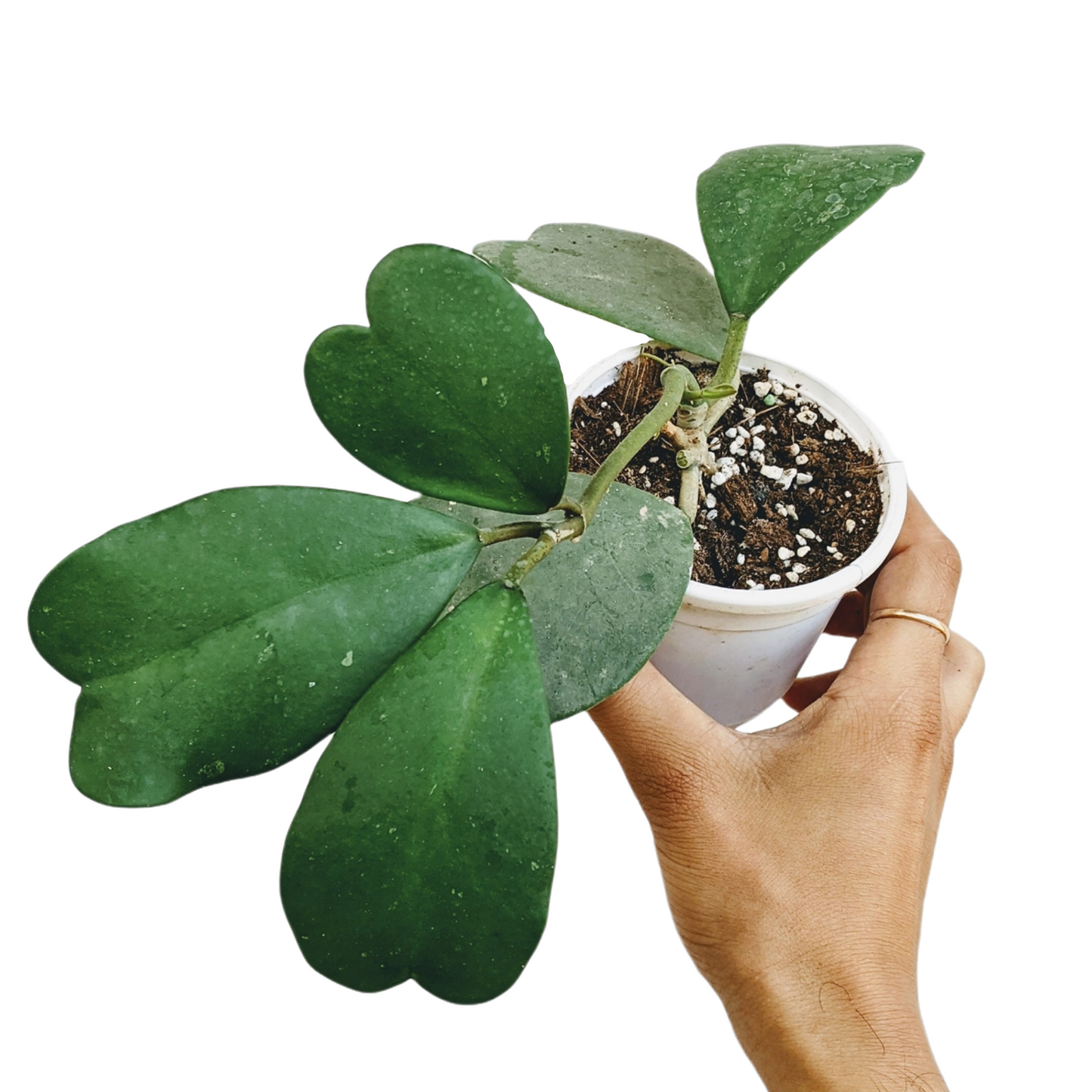 Hoya Kerrii Green - Hoya - soiled.in