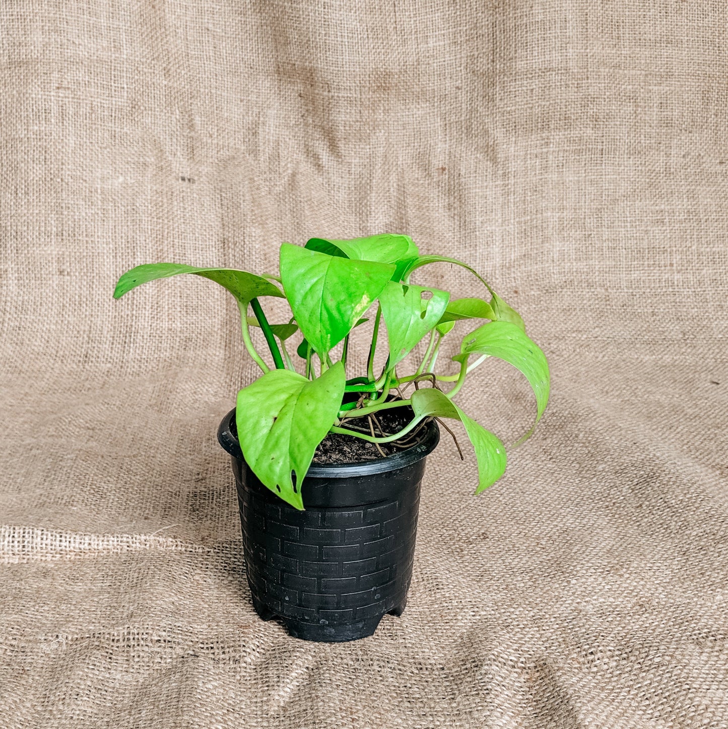 Pothos 'Neon' - Pothos - soiled.in