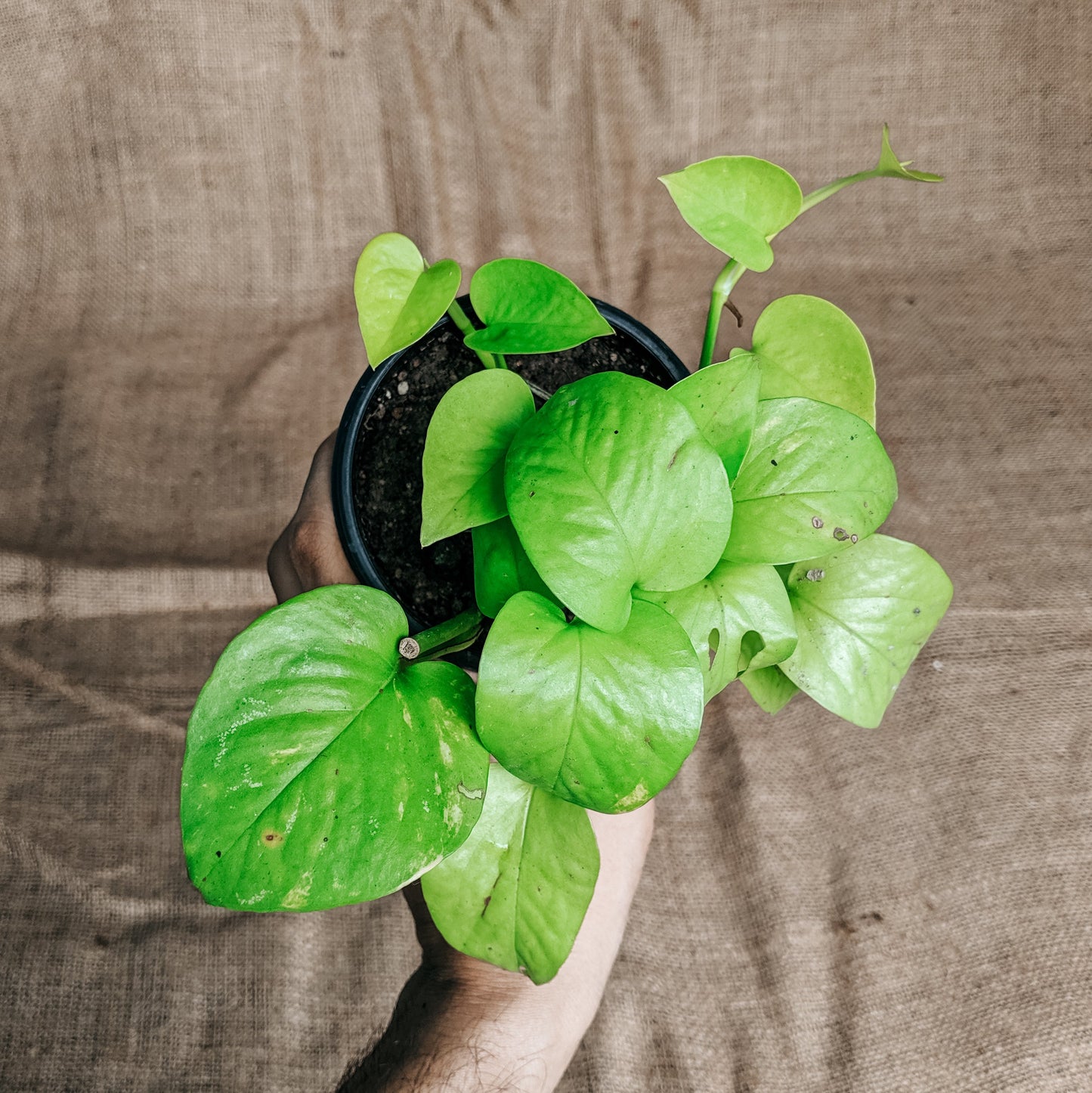 Pothos 'Neon' - Pothos - soiled.in