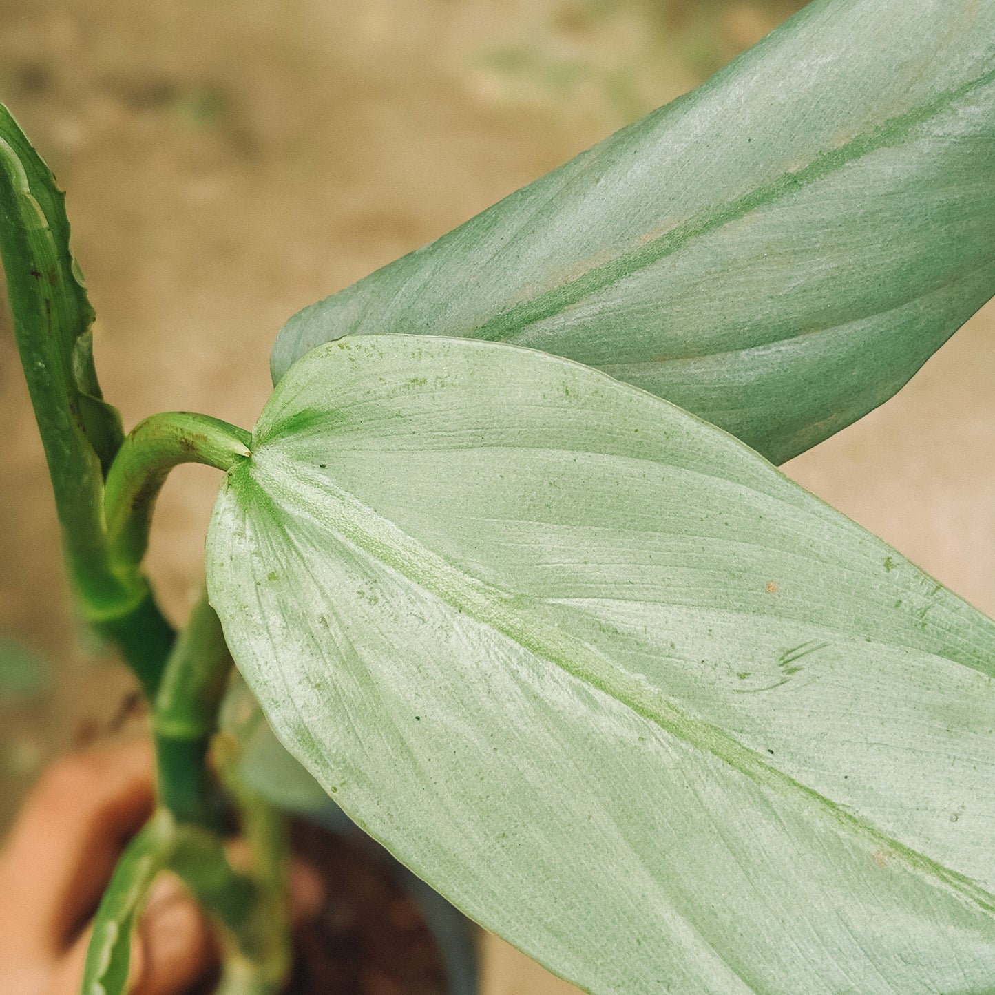 Philodendron Hastatum - Philodendron - soiled.in
