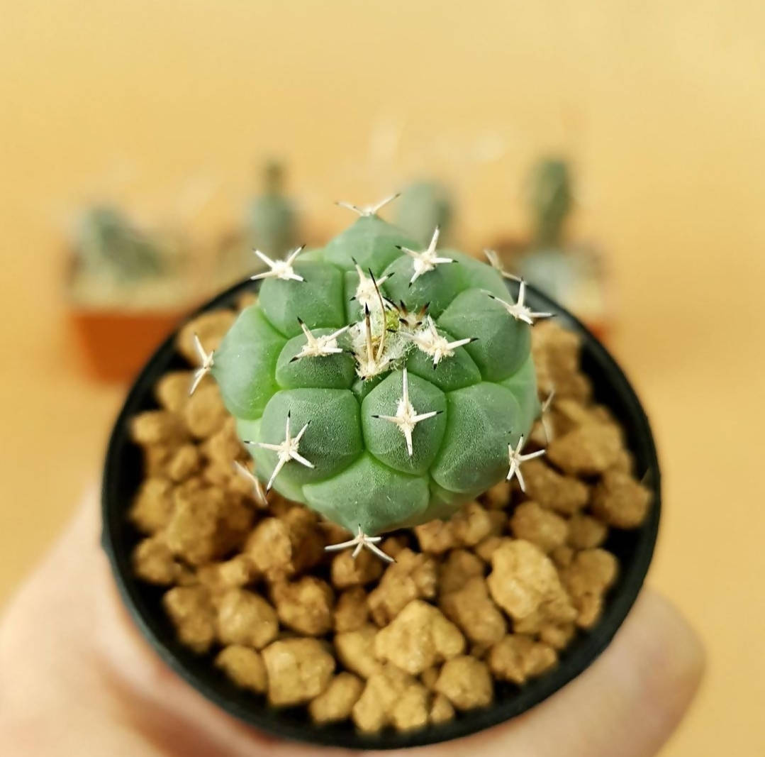 Turbinicarpus Lophophoroides - Cactus - soiled.in