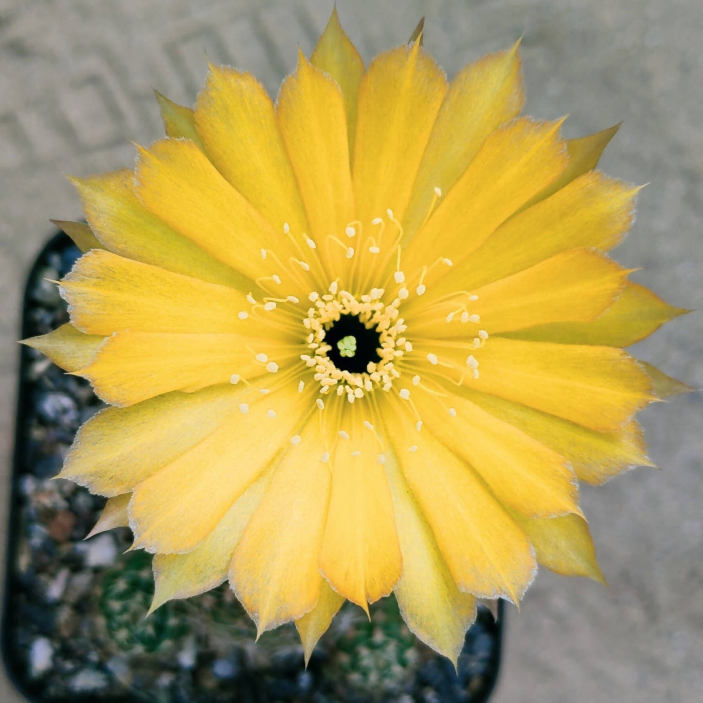Lobivia Yellow Flower - Cactus - Soiled