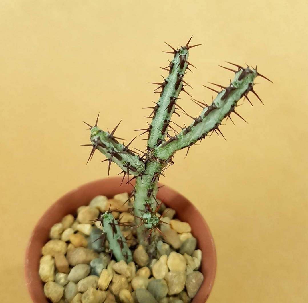Euphorbia Aeruginosa - Euphorbia cactus - soiled.in