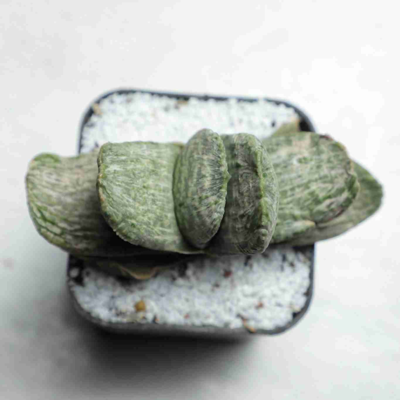 Gasteria sakura fuji - Gasteria - soiled.in