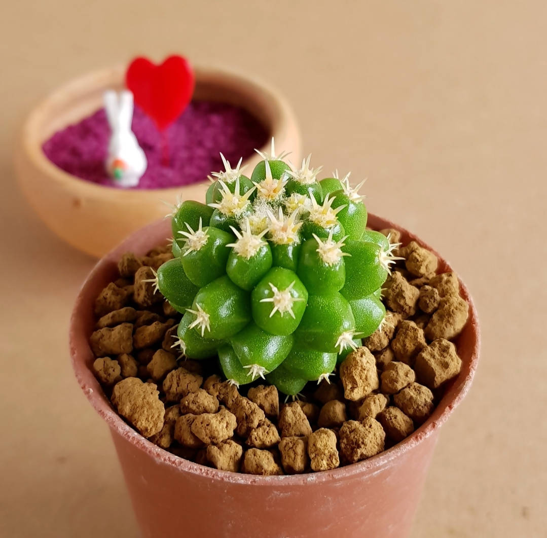 Echinocactus Grusonii var. inermis - Cactus - Soiled
