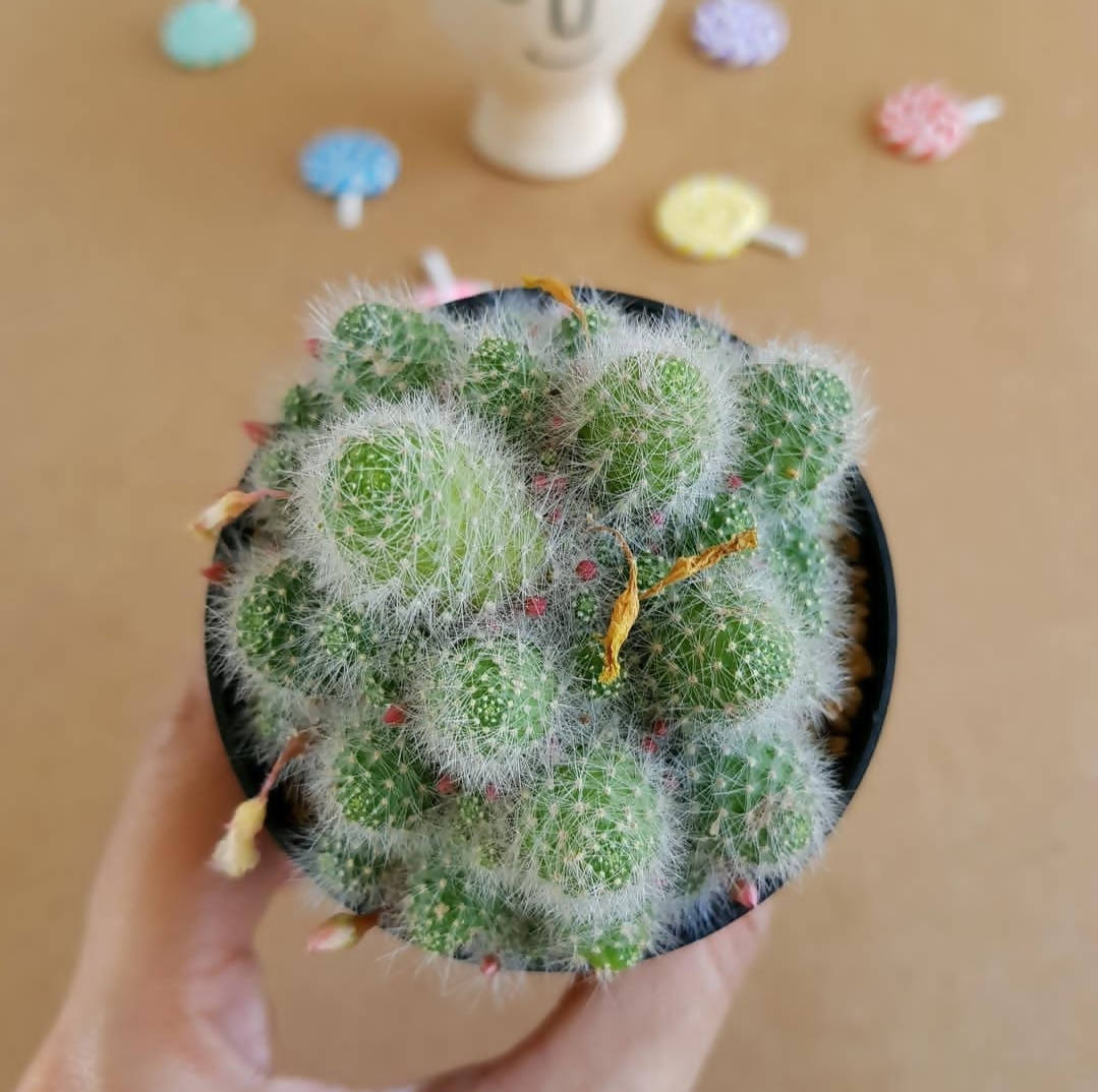 Rebutia Albispina - Cactus - soiled.in