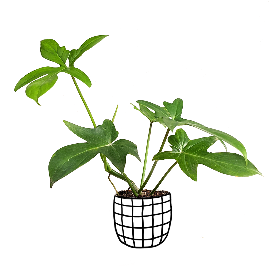 Philodendron Pedatum - Philodendron - soiled.in
