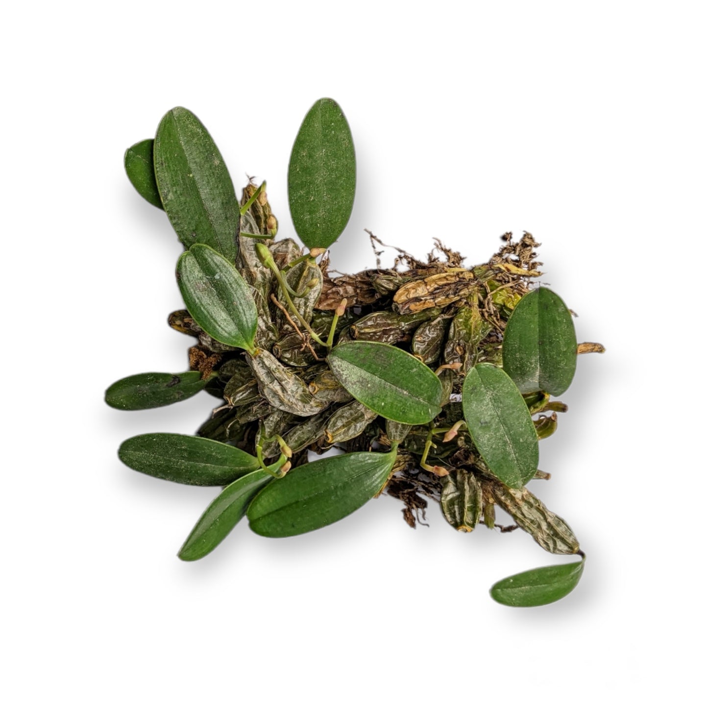 Dendrobium Jenkinsii - Orchid - soiled.in