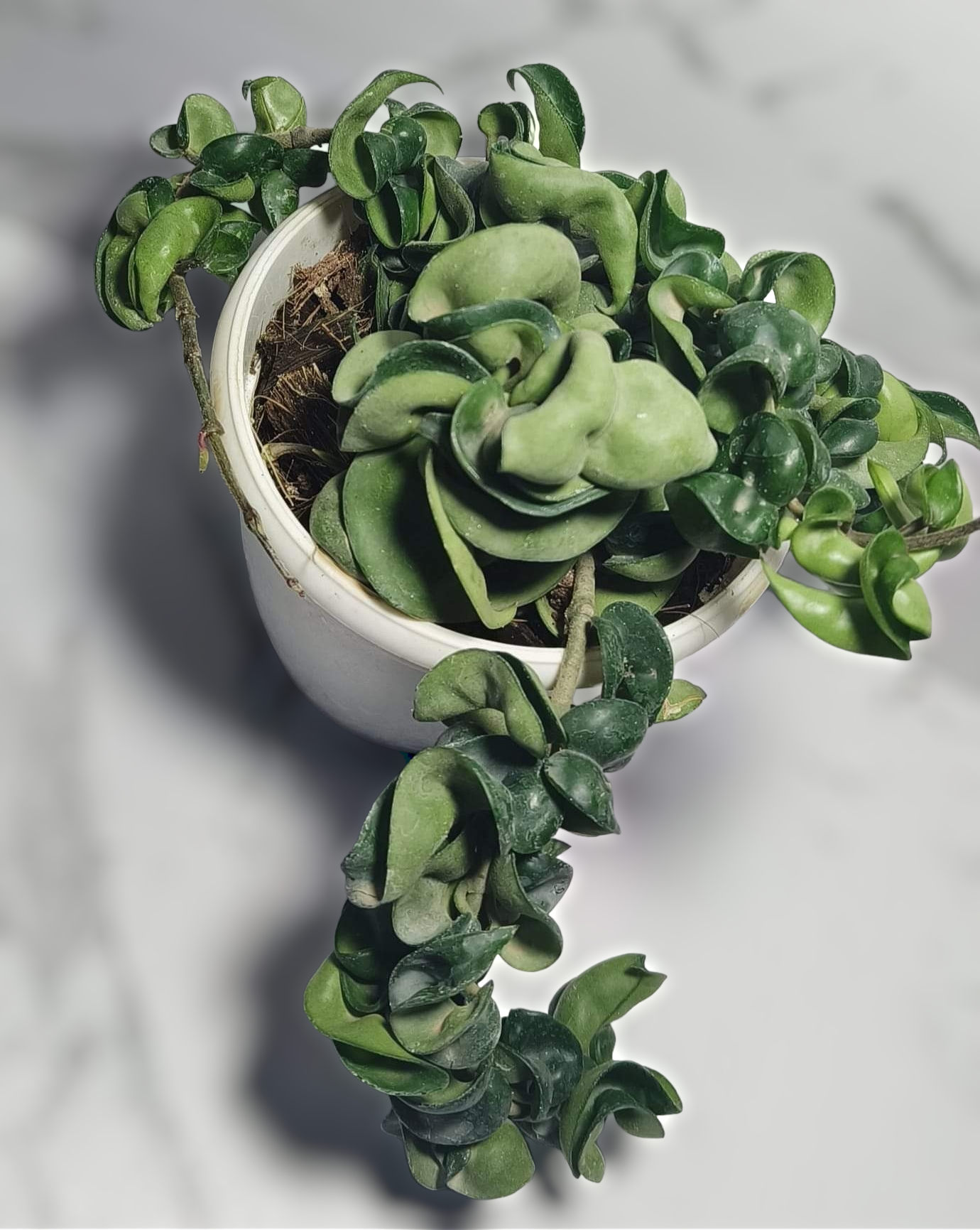 Hoya Hindu Rope (Full Pot) - Hoya - soiled.in