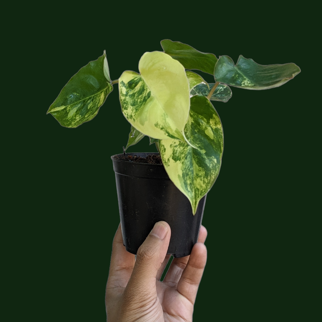 Philodendron ‘Burle Marx Variegata’ - Philodendron - soiled.in