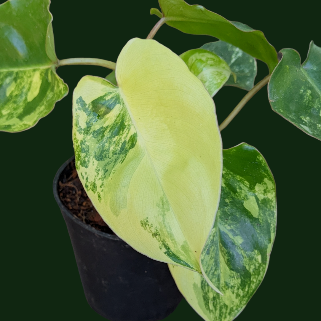 Philodendron ‘Burle Marx Variegata’ - Philodendron - soiled.in