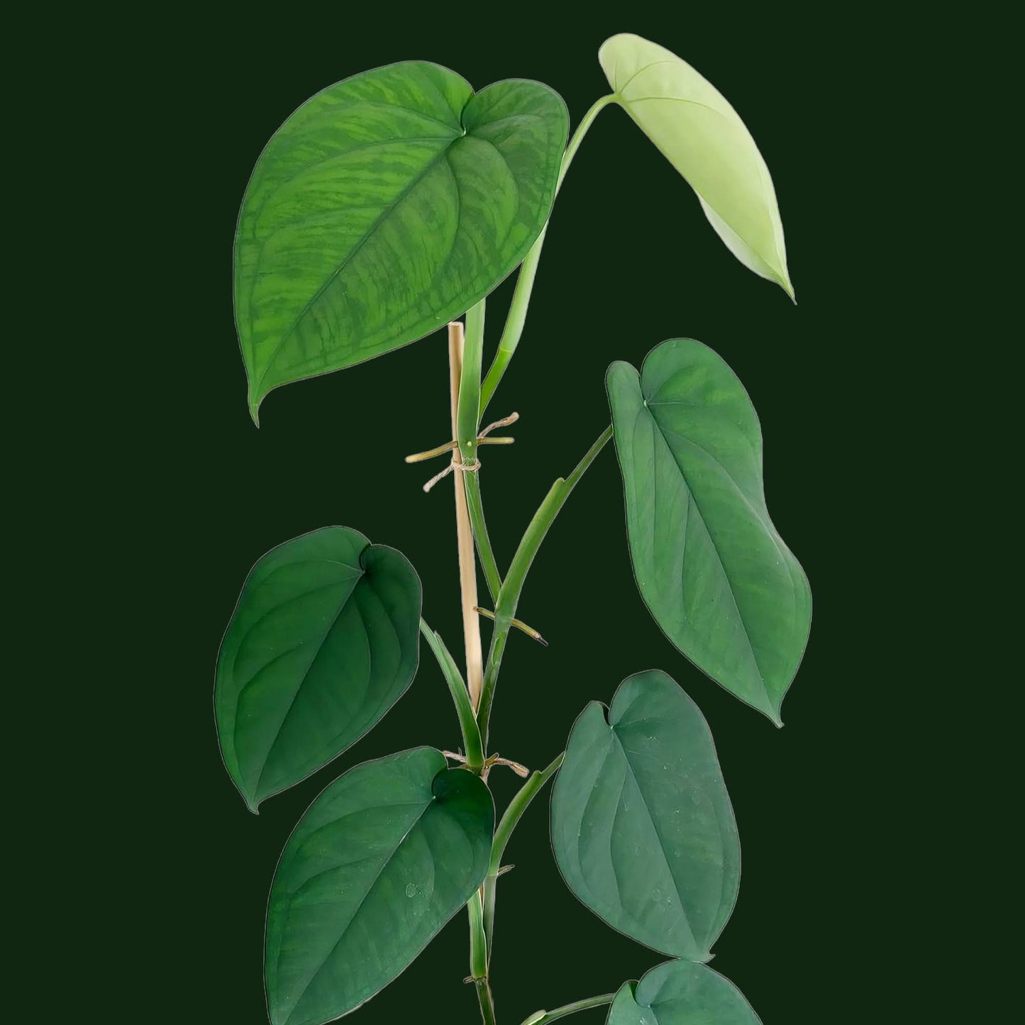 Syngonium Chiapense