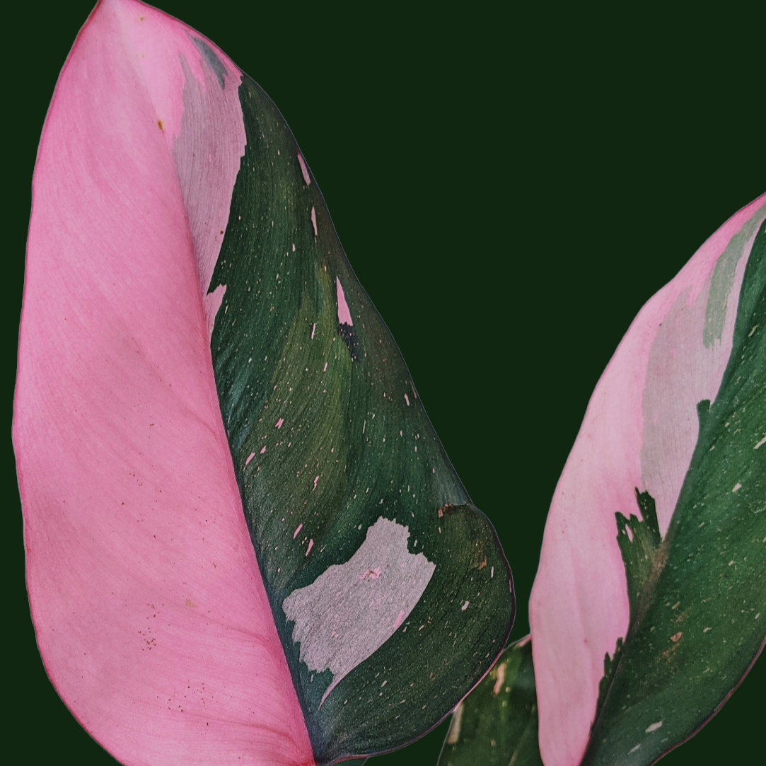 Philodendron ‘Pink Princess’ - soiled.in