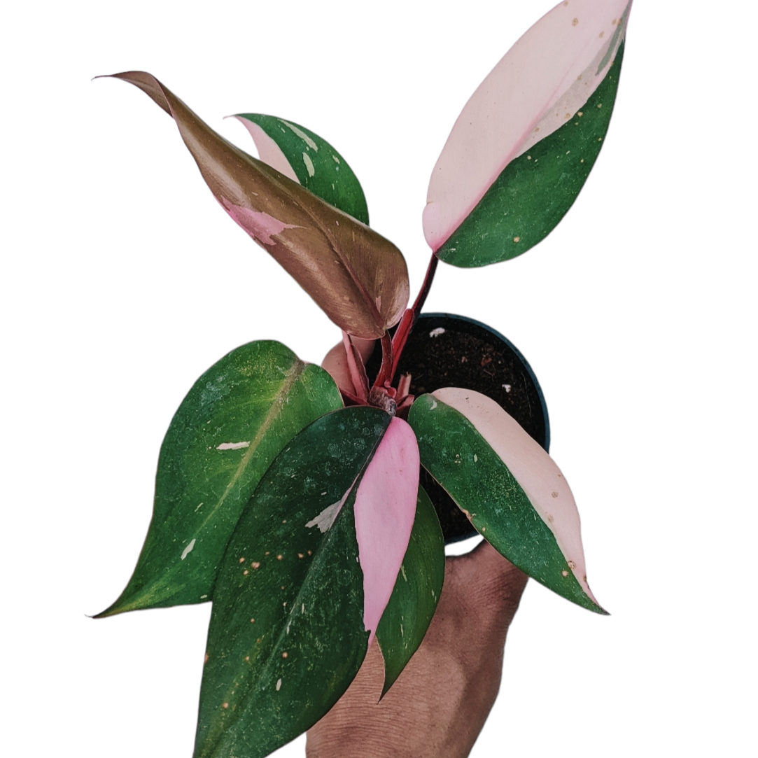Philodendron ‘Pink Princess’ - soiled.in