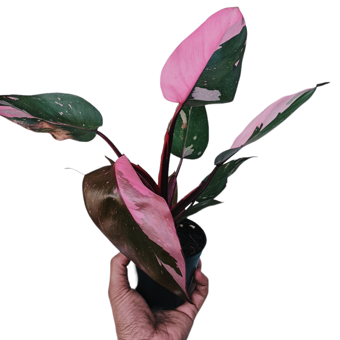 Philodendron ‘Pink Princess’ - soiled.in