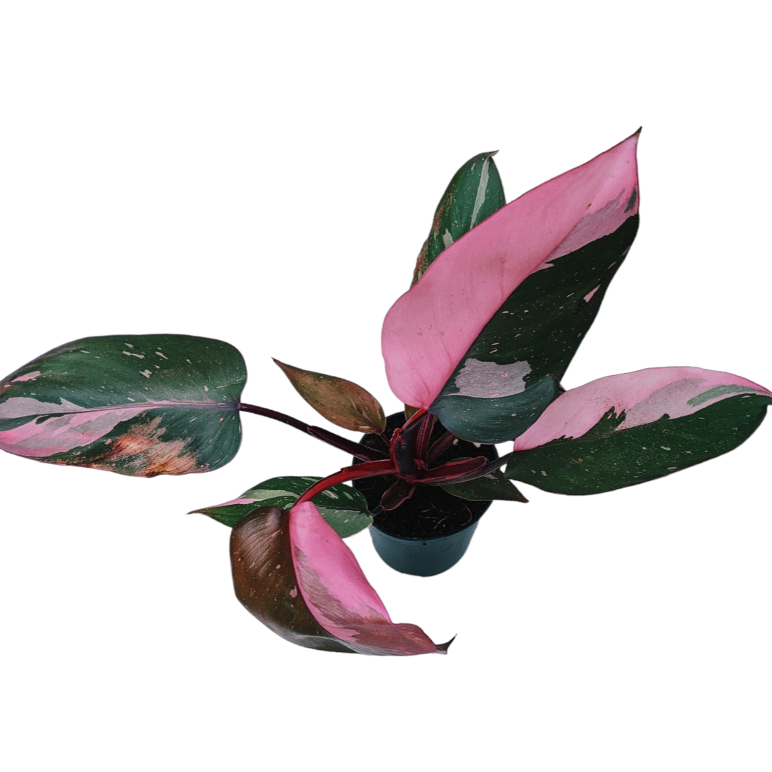 Philodendron ‘Pink Princess’ - soiled.in