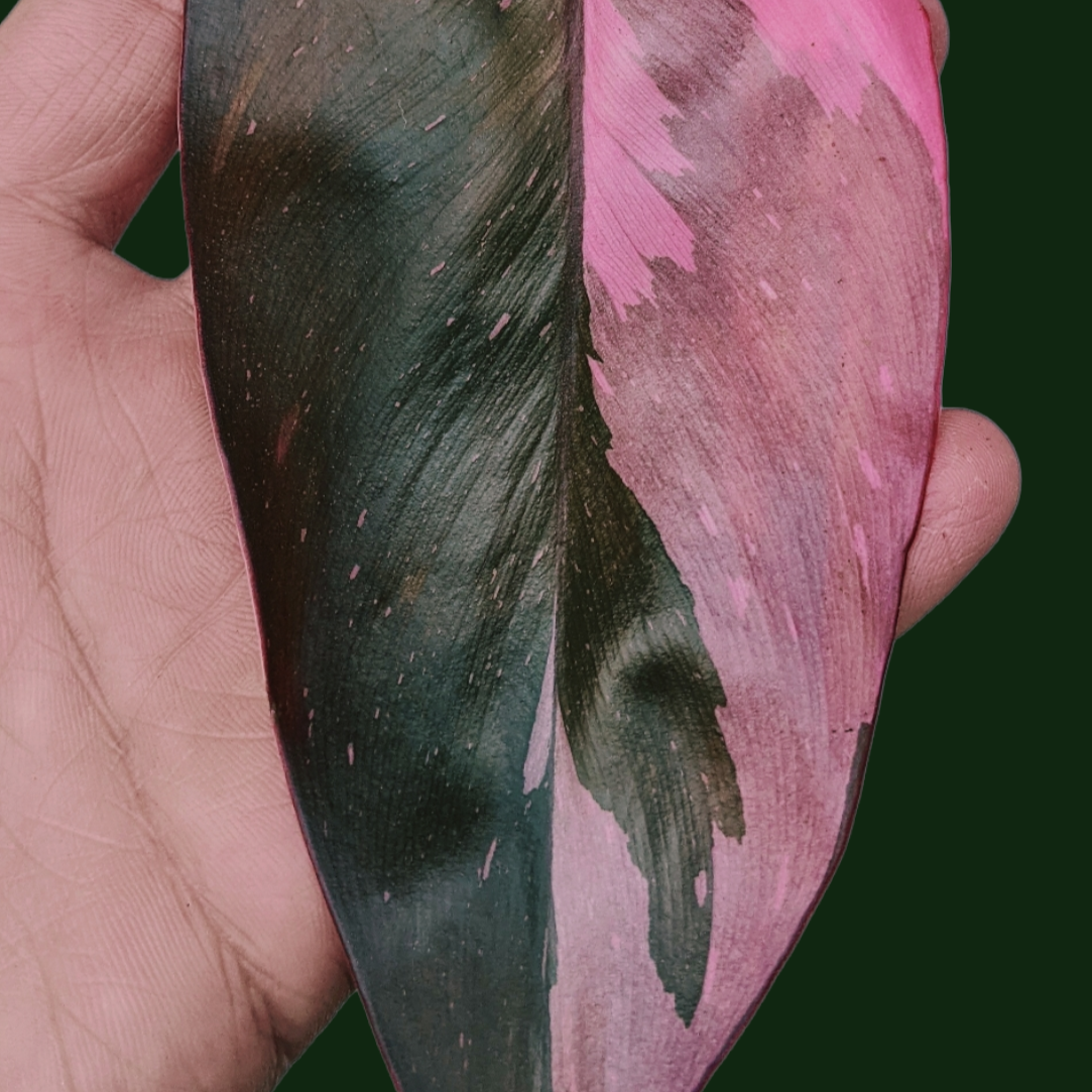 Philodendron ‘Pink Princess’