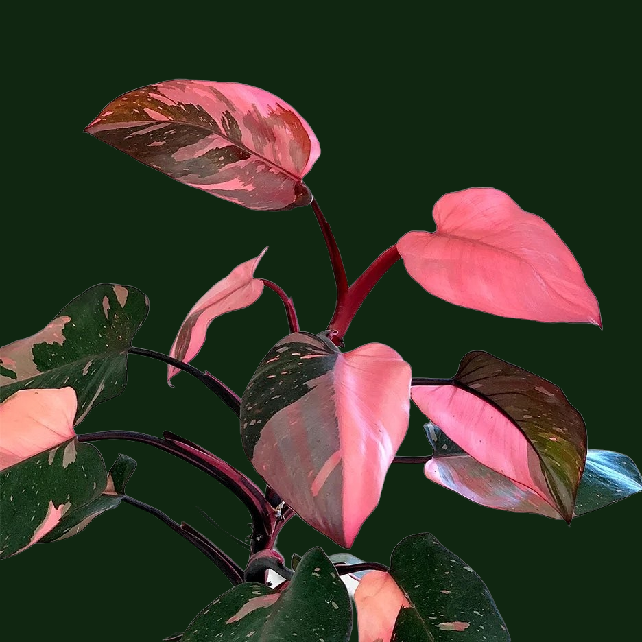 Philodendron ‘Pink Princess’