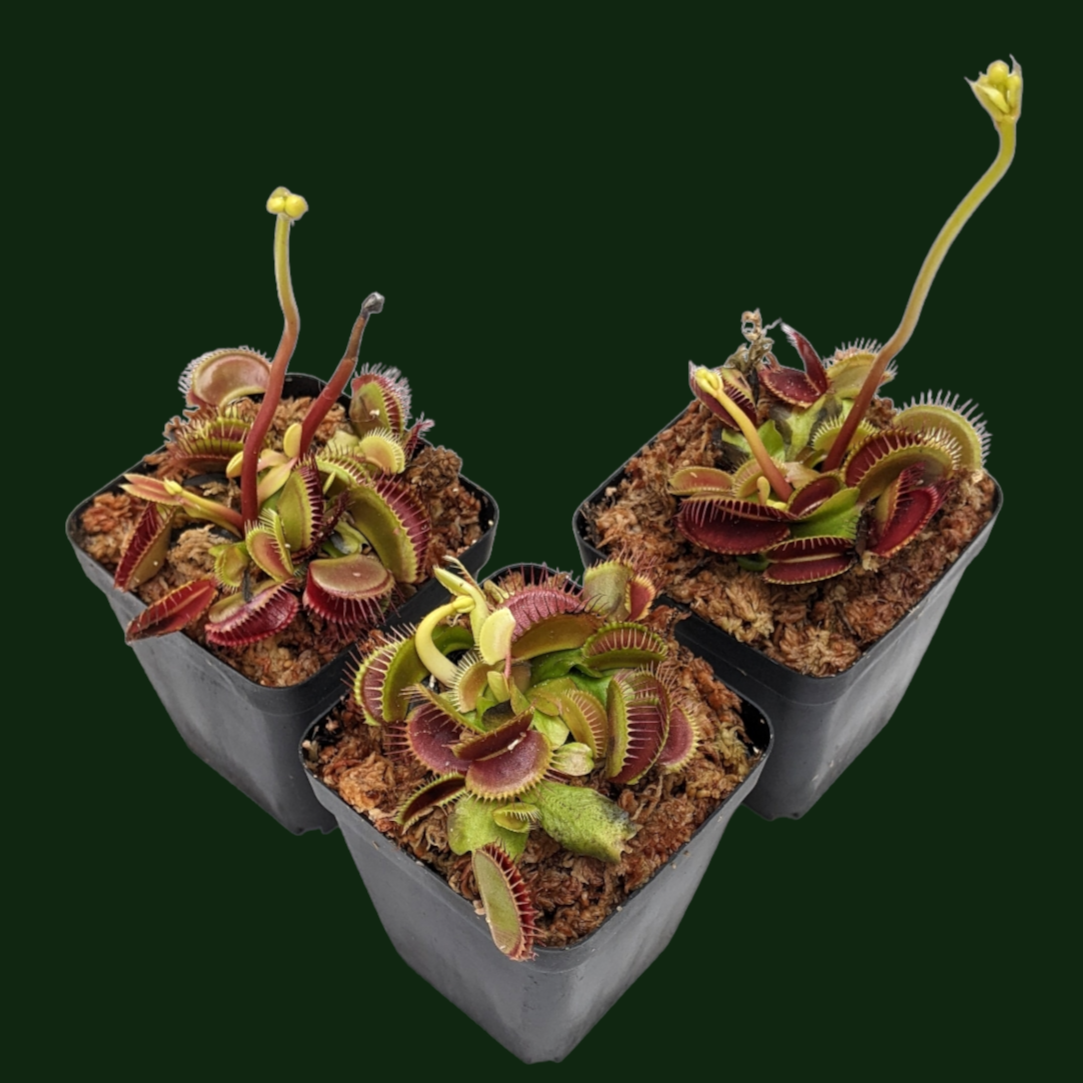 Venus Fly Trap (Dionaea Muscipula) 'Big Mouth' - Soiled India